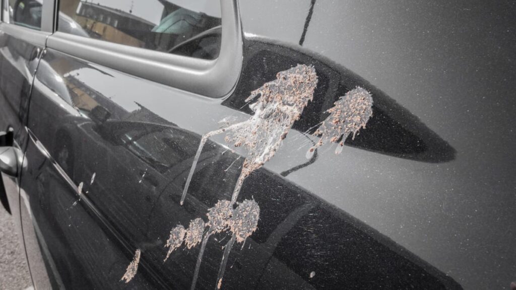 Come rimuovere gli escrementi di uccelli dalla tua auto?
